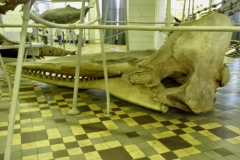 Eläintieteellinen museo