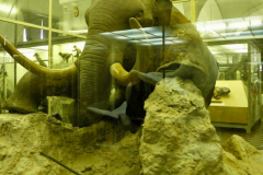 Eläintieteellinen museo