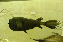 Eläintieteellinen museo